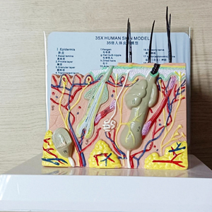 SCIEDU AASC163 Modello Anatomico Medico, Manichino Stratificato con Tessuti Cutanei 35X Ingranditi, Modello di Anatomia Umana per Biologia - Product Image 3