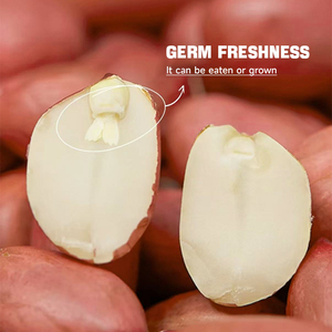 Origin <strong>Peanut</strong> Kernels High Nutritious Bulk Dried Red Skin <strong>Peanut</strong> For Sale