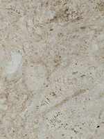 Pierre de corail de mer beige blanc naturel, trous non remplis, beige crème, travertin, corail, dalle de pierre, carrelage, panneau mural, brique