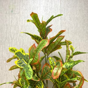 <span class=keywords><strong>Codiaeum</strong></span> <span class=keywords><strong>variegatum</strong></span> เทียมสีเขียว2025ใหม่มีก้านเสาพลาสติกสำหรับบ้านโรงแรมสำนักงานสวนตกแต่งกลางแจ้งในร่ม - Product Image 3