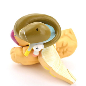 Mô hình giải phẫu não người có thể tháo rời-Mô hình hạt nhân Cơ Bản & viên nang bên trong để giảng dạy khoa học thần kinh - Product Image 3