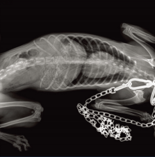 Máquina de Rayos <span class=keywords><strong>X</strong></span> Veterinaria Portátil de Última Generación, Baja Radiación, Sistema DR Compacto, Imágenes Nítidas, Alta Eficiencia - Product Image 3