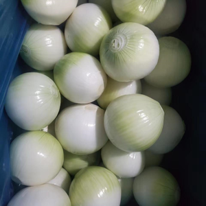 Cây trồng mới tươi bóc vỏ hành tây từ Trung Quốc kích thước lớn màu vàng hành tây máy cao cấp hành tây hạt giống để bán - Product Image 3