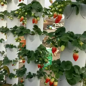 新型苗木食品级水培可叠放植物墙塔花园塔