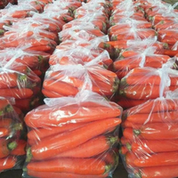 Zanahorias Frescas de Nueva Cosecha 2026, Shandong, Alta Calidad, Sabor Dulce y Crujiente, Alto Contenido de Vitaminas, Certificación GAP, Tamaños de 80-350g, Bolsa de PE de 10kg/20kg