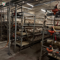 Système complet de cages à poulets de chair de type H entièrement automatique avec système d'alimentation, d'abreuvement et de nettoyage des excréments