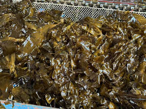 2025 nuevo corte de algas secas al sol Kelp Laminaria Japonica Cut - Product Image 6