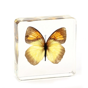 Offre Spéciale cristal Transparent papillon taxidermie résine insecte spécimen décoration de la maison et ressource pédagogique pour enfants pour les vacances - Product Image 5