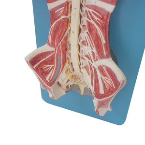 Intraspinal tủy sống và thần kinh cột sống Mô hình hệ thống thần kinh giải phẫu khoa học y tế giảng dạy AIDS - Product Image 4