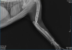 Système d'imagerie radiologique numérique dynamique Vet DR pour animaux de compagnie, essentiel pour un diagnostic précis - Product Image 3