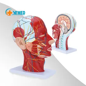 Анатомическая модель человеческой головы, носовая полость в натуральную величину, анатомия мозга в научном классе, демонстрационная модель для обучения