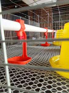 <span class=keywords><strong>Galvanizado</strong></span> barato bebé chica jaulas en jaulas de animales de granja de diseño - Product Image 2
