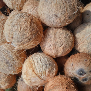 Premium Vietnam Semi Husk Coconut para exportación de calidad fresca y seca - Product Image 1