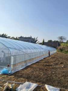 Grande <span class=keywords><strong>serre</strong></span> agricole à tunnel haut pour la culture de la <span class=keywords><strong>tomate</strong></span>, <span class=keywords><strong>serre</strong></span> verte - Product Image 3