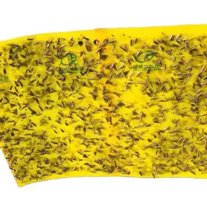 दो तरफा चिपचिपा कीट जाल फल मक्खी पीला चिपचिपा कार्ड एफिड्स कीट नाशक चिपकने वाला बोर्ड
