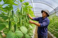 Filet d'ombrage en HDPE anti-UV, taie d'ombrage agricole à 70 % de protection solaire, toile de serre pour plantes et cultures