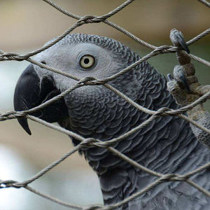 Sıcak Fırsat Yüksek Kaliteli Kuş Papağan Tel Örgü Paslanmaz Çelik Tel Örgü File Aviary Filesi - Product Image 3