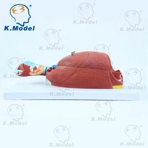 Modèle d'<span class=keywords><strong>anatomie</strong></span> du cœur, modèle biologique et de grande capacité pour les étudiants, matériel scolaire - Product Image 4
