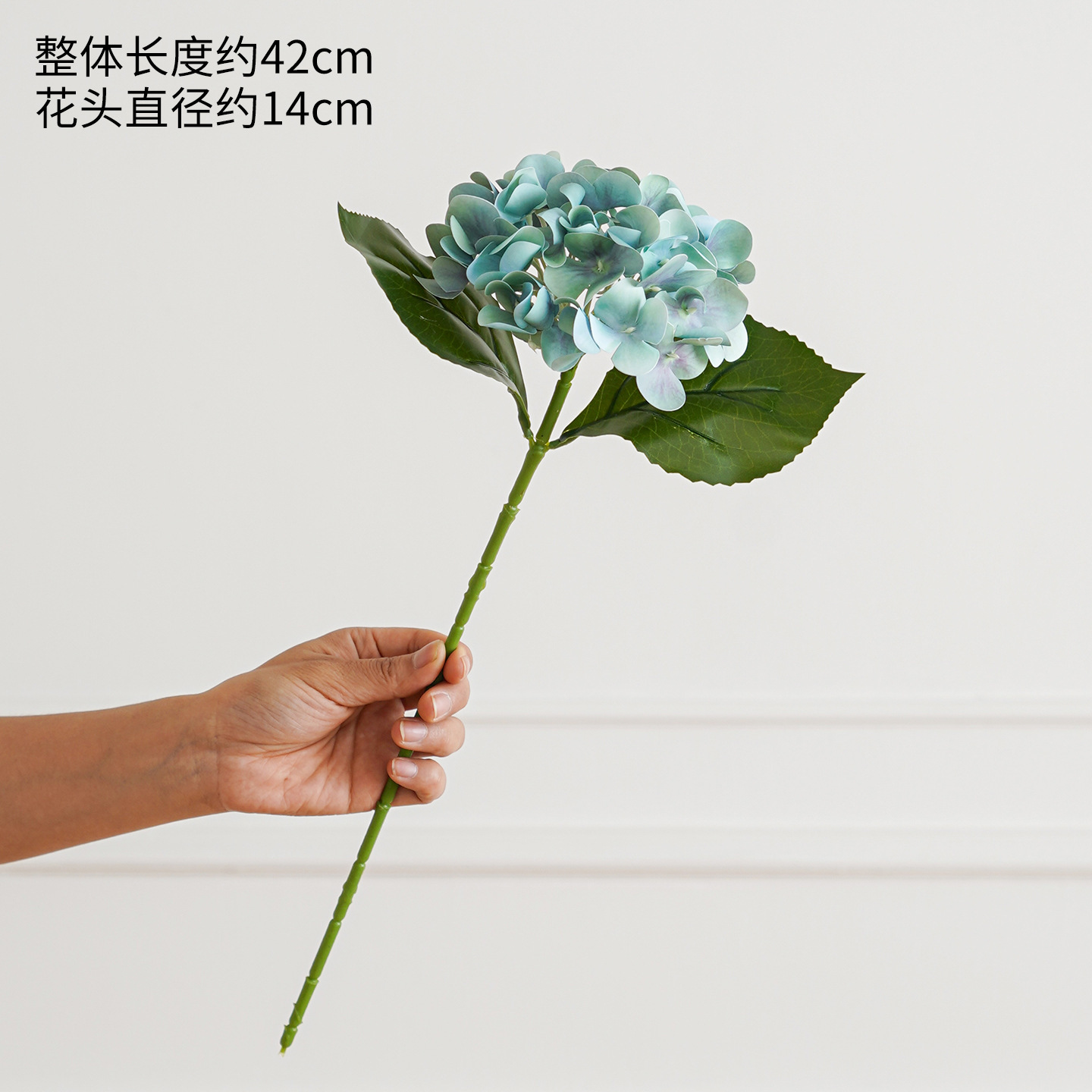 Hortensia azul de una sola cabeza