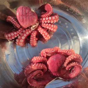 Fabricantes al por mayor de mariscos congelados Big Octopus vulgaris Frozen Octopus Delicious Octopus Factory Outlet Sin sazonado - Product Image 3