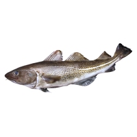 Morue de l'Antarctique entière, surgelée IQF sous vide, de qualité supérieure, capture sauvage, viande blanche, peau nettoyée, fruits de mer, durée de conservation de 12 mois, Chun