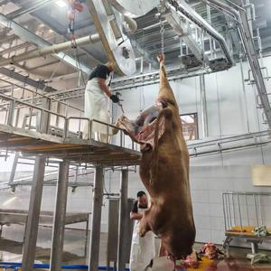 Proyecto Llave en Mano para Mataderos de Ganado que Incluye Construcción Civil, Instalaciones de Almacenamiento en Frío y Equipos para Líneas de Sacrificio - Product Image 2