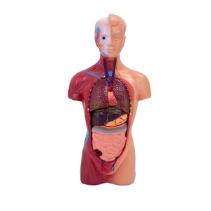Esqueleto de 45 cm, corazón natural, torso de 28 cm, conjunto de modelo didáctico de tres piezas, juguete educativo para niños, se puede montar. - Product Image 2