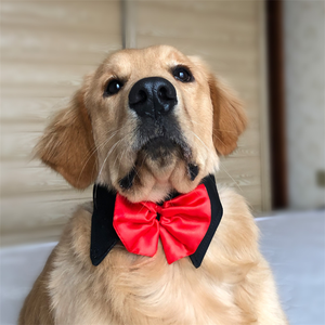 Colliers à nœud papillon pour chiens, nouveauté, vente en gros directe usine, pour banquets et fêtes - Product Image 5