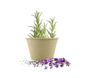 Kit di coltivazione scientifica con vaso biodegradabile-Kit di coltivazione educativo <span class=keywords><strong>per</strong></span> bambini-giardinaggio <span class=keywords><strong>per</strong></span> bambini-girasole fragola Cactus - Product Image 4