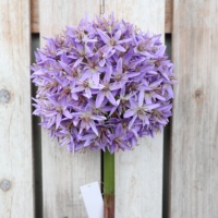 8 pouces de diamètre. Fleurs artificielles géantes d'allium pour centre de table de jardin