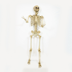 Décoration d'<span class=keywords><strong>Halloween</strong></span> animée de fantôme hanté de taille réelle de 165 cm pour l'intérieur et l'extérieur, vente en gros - Product Image 1