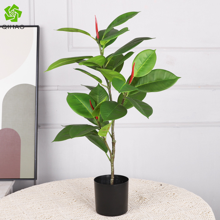 Árbol de caucho, verde claro