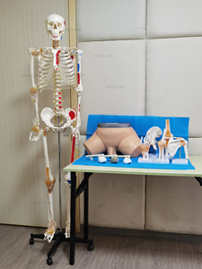 Y Tế Màu Con Người <span class=keywords><strong>Skeleton</strong></span> Giải Phẫu Mô Hình Cuộc Sống Kích Thước 3D 180Cm <span class=keywords><strong>Skeleton</strong></span> Giải Phẫu Manikin Cho Chỉnh Hình Giảng Dạy - Product Image 5