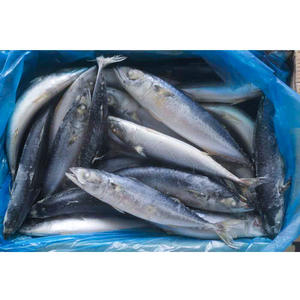 Taiseng Seafoods <span class=keywords><strong>Maquereau</strong></span> du Pacifique Congelé Entier en Carton - Product Image 4