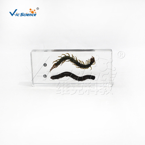 Spécimen Comparatif de Centipède et Mille-pattes Embossé dans la Résine – Échantillon d'Arthropode pour l'Enseignement Zoologique – CE/ISO/ROHS/CNAS - Product Image 5