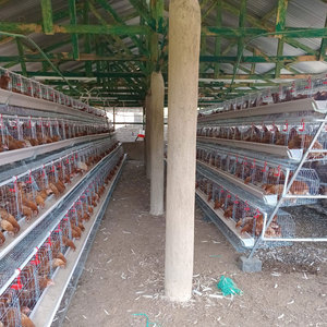 Equipo Automático para Cría de Aves de Corral, Sistema Moderno de Gallineros, Jaulas de Batería Tipo A para Gallinas <span class=keywords><strong>Ponedoras</strong></span> de Huevos en Venta - Product Image 3