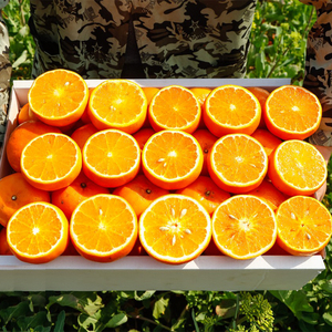 Granja orgánica, mandarina fresca, naranja Kinnow de China, sabor dulce, cultivo directo de cítricos redondos - Product Image 1