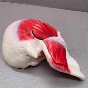 Modelo del Músculo Maseter Humano - Modelo <span class=keywords><strong>de</strong></span> Disección <span class=keywords><strong>de</strong></span> Nervios y Músculos <span class=keywords><strong>de</strong></span> Anatomía Maxilofacial para Educación Dental - Product Image 2