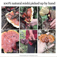 Xanadu Wholesale Wild Reishi Natural Whole Reizi Mushroom Handmade Ganoderma Lucidum Nutritious Dried Herb Tinctures Tea Coffee