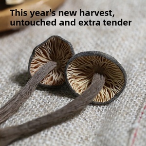 Funghi Termitomyces Selvatici Essiccati di Alta Qualità 100g per Creazioni Culinarie - Product Image 2