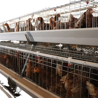 Nouvelle cage à poules pondeuses multifonctionnelle en acier galvanisé à chaud de type A avec garantie de 5 ans