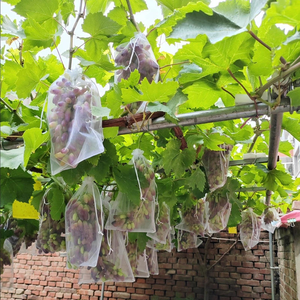 Extra <strong>Large</strong> 100 Pcs White Green Fruits Vegetables Protection Anti Insect <strong>Organza</strong> Mesh Drawstring Netting Cover Pouch <strong>Bag</strong> - Product Image 6