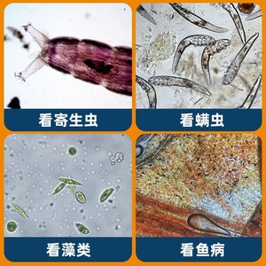 Digital Microscope With External Display 40x160x Magnification Manual Focus Led Light For Water Quality And Aquatic Observation - Product Image 3