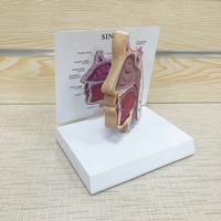 Personnalisé l'anatomie Humaine science Médicale l'éducation des patients Nez cavité anatomie Sinus modèle