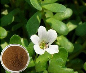 慈元工場供給 ポルタラカエエキス <span class=keywords><strong>10</strong></span>:<span class=keywords><strong>1</strong></span> バルク販売 - Product Image 5