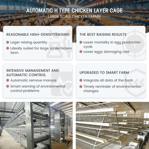 자동 계사 사육장, 산란계 사육 장비, 저렴한 닭장 판매 - Product Image 4