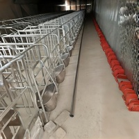 Nouveau système de colonnes de cages de gestation pour truies de type H galvanisé avec barre de positionnement pour élevages porcins