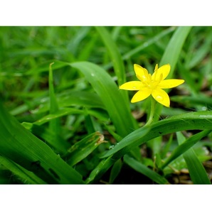 Polvo de Raíz de Curculigo Orchioides Premium que Brinda Nutrición Herbal Natural que Apoya la Resistencia Física y el Equilibrio Mental - Product Image 3