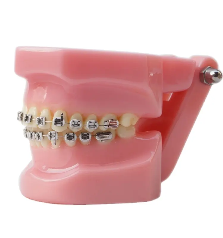 Dental implant restoration oral teaching tooth model all-metal orthodontic model 28pcs demonstration model
