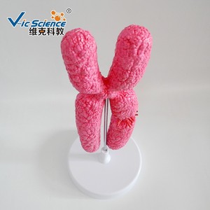 Modelo de cromosoma genético biológico ampliado 10.000 veces para demostraciones de enseñanza médica. - Product Image 3